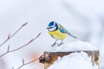 A blue tit sits on a snowy tree stump. Winter scene with a cute blue tit.  Cyanistes caeruleus © Monikasurzin