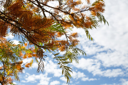 Closeup of flowers of silky oak (Grevillea robusta) against a blue sky in a park in Spain