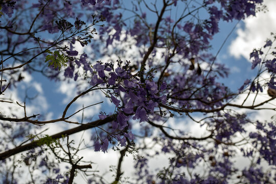 Blue Jacaranda Tree (Jacaranda mimosifolia) in early summer in Spain