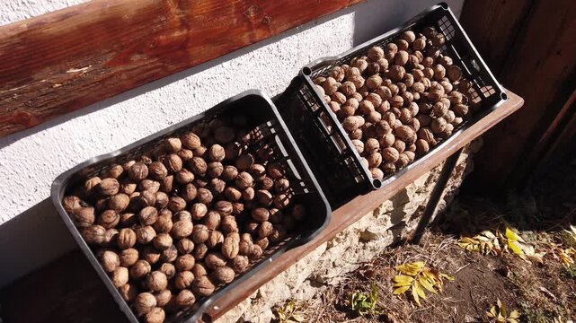 Fresh walnuts harvest in plastic crates standing on wooden bench still video
