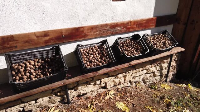 Fresh walnuts harvest in plastic crates standing on wooden bench still video