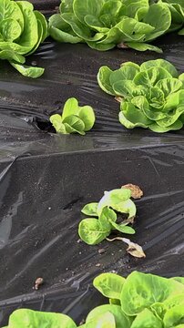 Hand of a Farmer Planting Lettuce Seedlings into the Holes in Black Polyethylene Mulch - Vertical Video. Polyethylene foil helps retain moisture and suppress weeds. Organic food production.