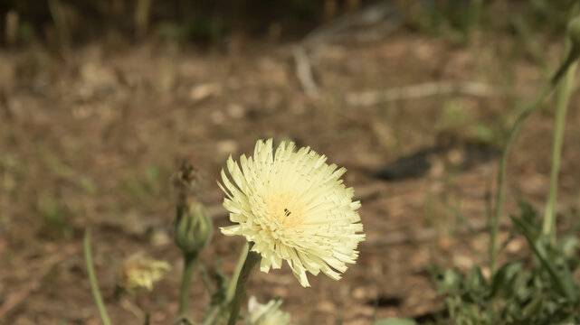 primavera