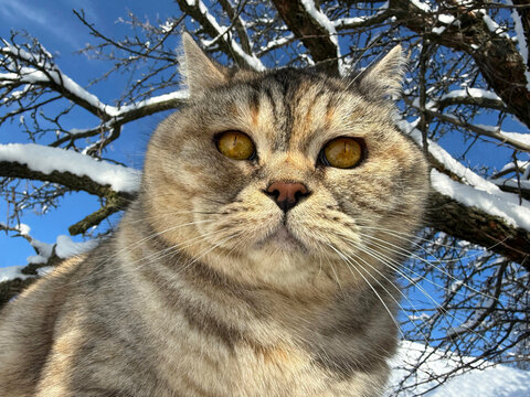 Beautiful cat on snowy tree in winter 