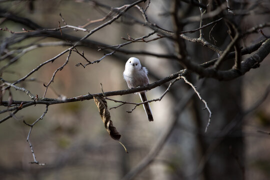 A wild, cute, fluffy white long-tailed tit sits on a tree branch in a forest or park. Natural landscape.