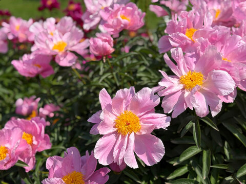 Peonies pink flowers beautiful paeonia in garden