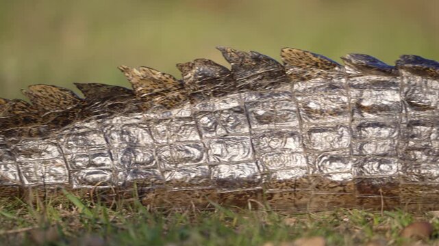 The patterned back of a yacare caiman fills the frame, highlighting its pale armor plates and uneven row of pointed tail scutes.