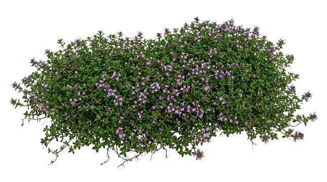 Blooming creeping thyme plant isolated on white background