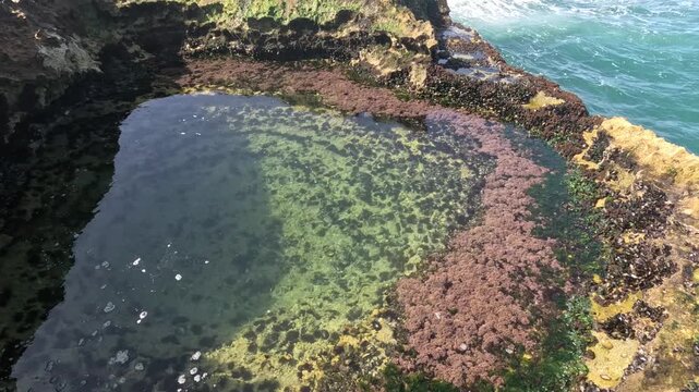 A rocky coastal tide pool features sea urchins, colorful marine algae and seaweed in clear seawater. Discover intertidal biodiversity, marine life, and natural Atlantic shoreline habitats.