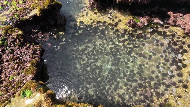 A rocky coastal tide pool features sea urchins, colorful marine algae and seaweed in clear seawater. Discover intertidal biodiversity, marine life, and natural Atlantic shoreline habitats.