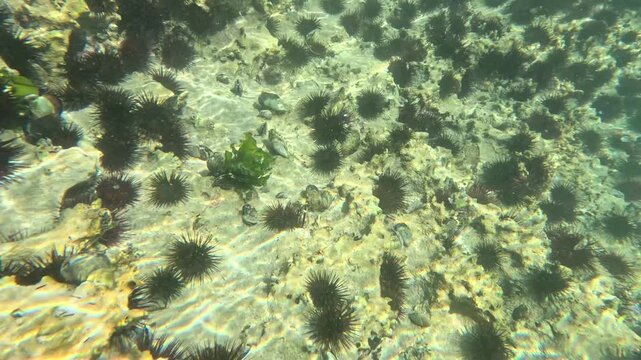 A rocky seabed with sea urchins, mussels, and marine algae in their natural habitat. Discover coastal biodiversity, fascinating ocean life, and the beauty of underwater ecosystems.