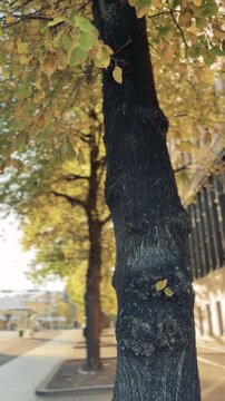 Dark Tree Trunk with Golden Autumn Leaves on a Helsinki City Promenade
