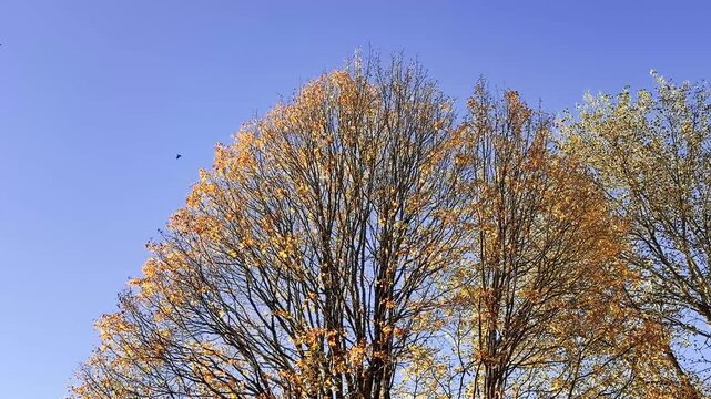 Bare Autumn Treetops with Last Leaves Against a Deep Blue Sky