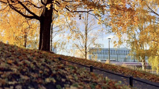 Fallen Leaves on a Park in Helsinki Slope Beside a Path and Glass Building