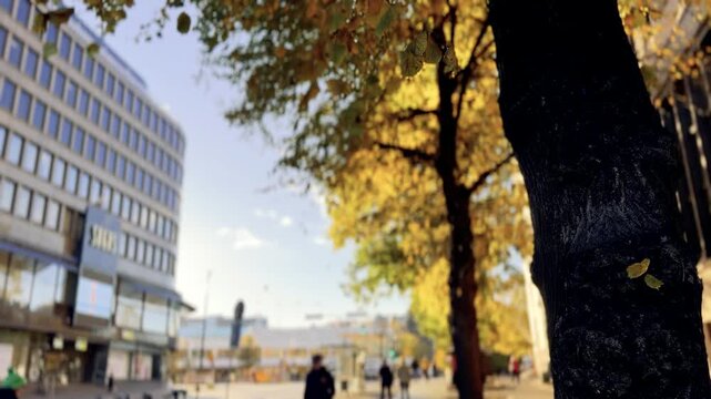 Autumn Tree in a Helsinki City Square with Office Building and Pedestrians