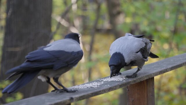 Two crows eat scattered seeds on a wooden rail