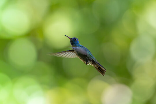 Blue hummingbird hovering mid-air against a soft blurred green natural background with hummingbird
