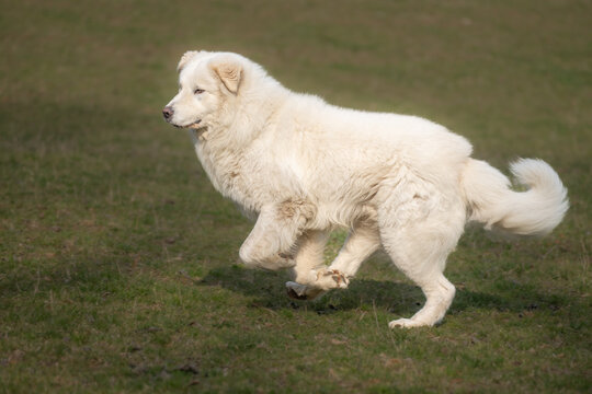A large fluffy white maremma sheepdog running across a green grassy field with sheepdog, movement