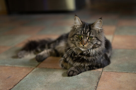 Long haired grey tabby cat lying down on a dark surface in low light with whiskers domestic portrait