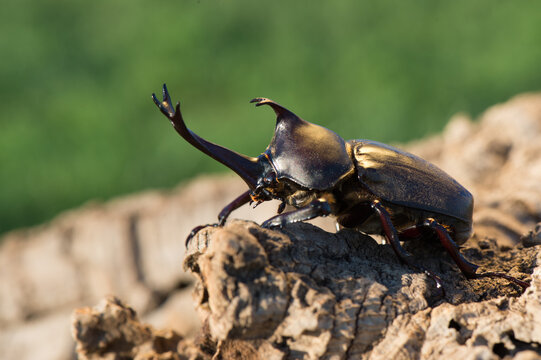 Close-up of a japanese rhinoceros beetle standing on tree bark in summer sunlight with rhinoceros