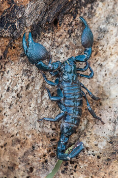 Close-up of a dangerous dark emperor scorpion perched on rough textured tree bark in nature