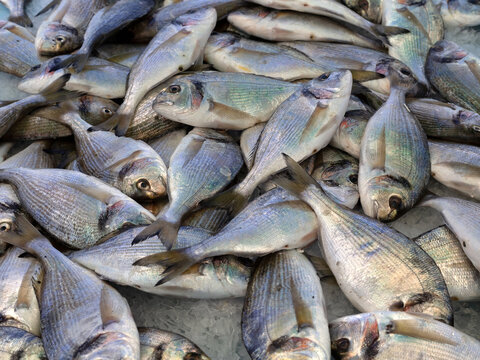 Closeup of of Gilthead Seabream also known as Dorade or Daurade in France) on a French market stall