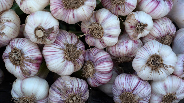 Closeup of fresh Purple Garlic on a French market stall