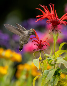 Hummingbird feeding nectar from red flower in garden