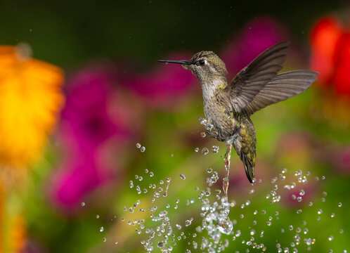Hummingbird hovering above water droplets with vibrant floral backdrop