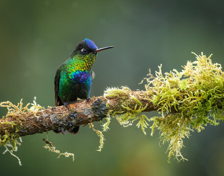 Hummingbird perched on moss-covered branch in natural habitat