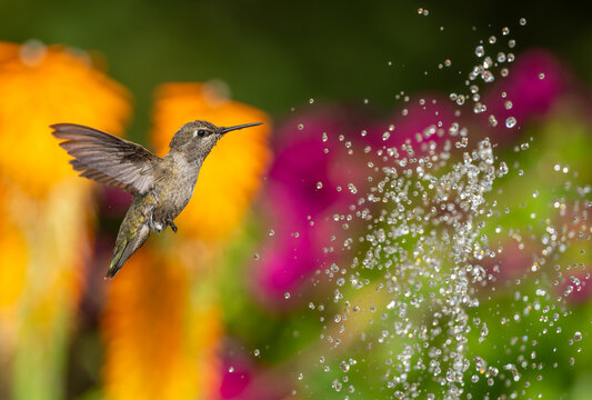 Hummingbird hovering near water droplets in a colorful garden
