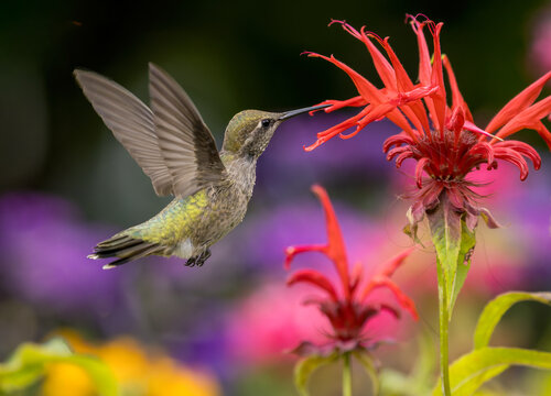 Hummingbird feeding on red flower nectar in garden