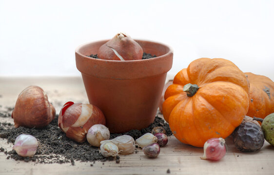 flower bulbs in a flowerpot and over on a plank with decorative gourds and nuts on white background