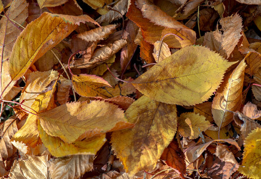 top view on golden and brown autumn prunus fallen on the ground