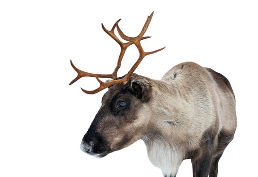Reindeer with big antlers isolated on a transparent background