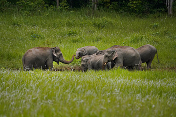 elephants family 3 © r