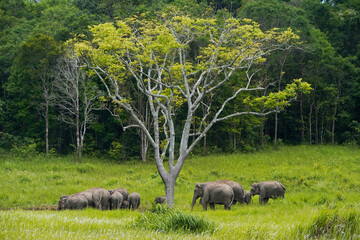 elephants family 2 © r