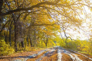 ground road covered by red leaves among the autumn forest at the bright sunny day © Yuriy Kulik