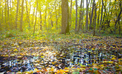 sun reflected in the water puddle among autumn forest glade © Yuriy Kulik