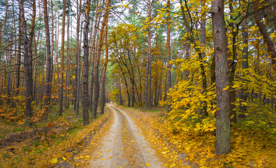 ground road through the autumn forest covered by the red dry leaves, seasonal outdoor scene © Yuriy Kulik