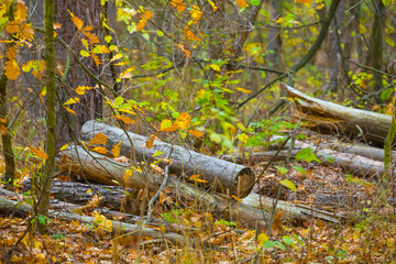 heap of tree trunk among the forest glade, forest deforestation industry scene © Yuriy Kulik