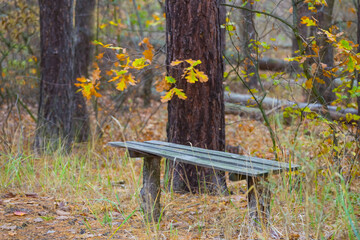 small wooden bench in the autumn forest © Yuriy Kulik
