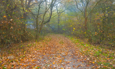 ground road through the misty autumn forest covered by the red dry leaves, seasonal outdoor scene © Yuriy Kulik