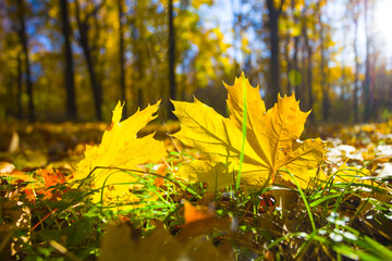 closeup red dry maple leaves on the ground in light of sparkle sun, beautiful autumn natural background © Yuriy Kulik