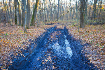 ground road in mud covered by red leaves among the autumn forest © Yuriy Kulik