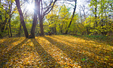 autumn  forest glade covered by red dry leaves in light of sparkle sun, seasonal outdoor scene © Yuriy Kulik