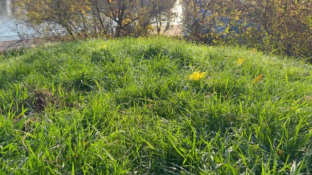 Low-angle close-up of green grass on a hill with autumn leaves and a blurred river background in sunlight