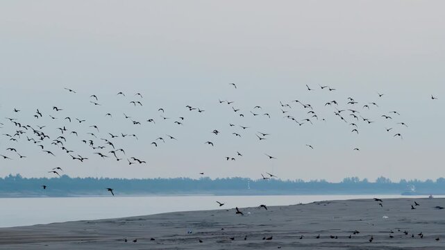 Aerial Top Down View of Mallard Ducks on Sandbar Wetland Dongting Lake