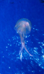 Purple or Pelagia Jellyfish, Medusa (Pelagia noctiluca). Capo Caccia. Alghero, Sardegna. © antasfoto
