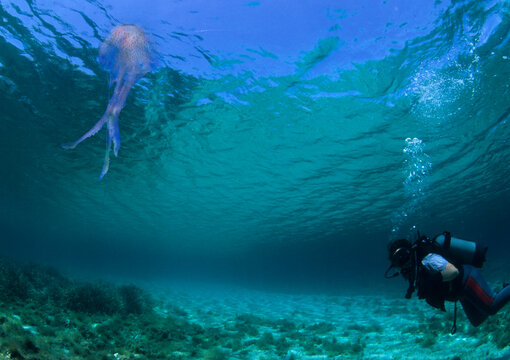 subacqueo e medusa, Diver and Purple or Pelagia Jellyfish,  (Pelagia noctiluca). Stintino, Sardegna.